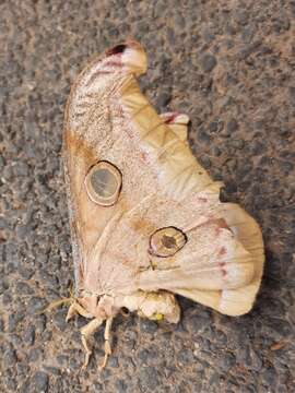 Image of Tasar Silk Moth