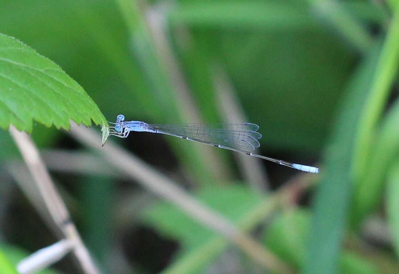 Image of Attentuated Bluet