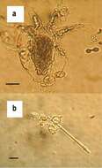 Image of unclassified Rhizophydiales