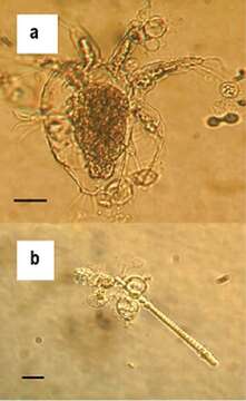 Image of unclassified Rhizophydiales