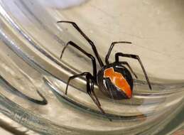 Image of Redback spider