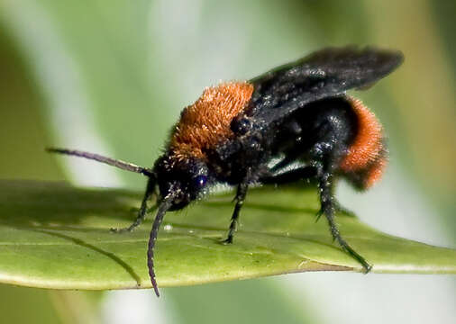 Plancia ëd Dasymutilla occidentalis (Linnaeus 1758)