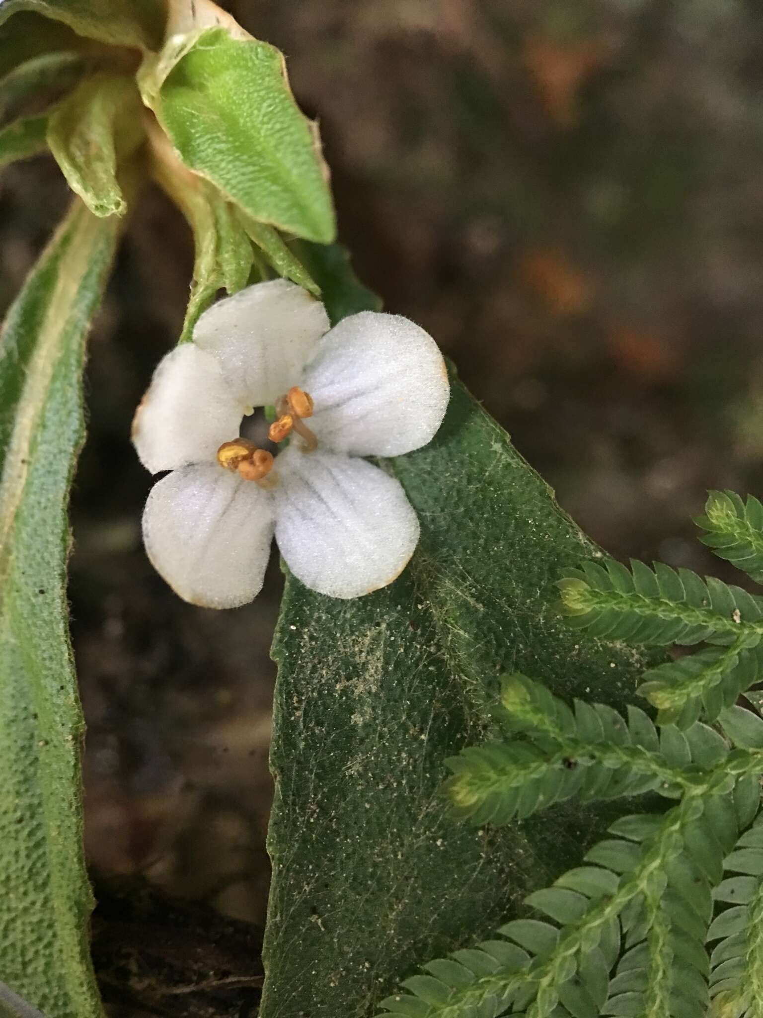 Rhynchotechum brevipedunculatum J. C. Wang的圖片