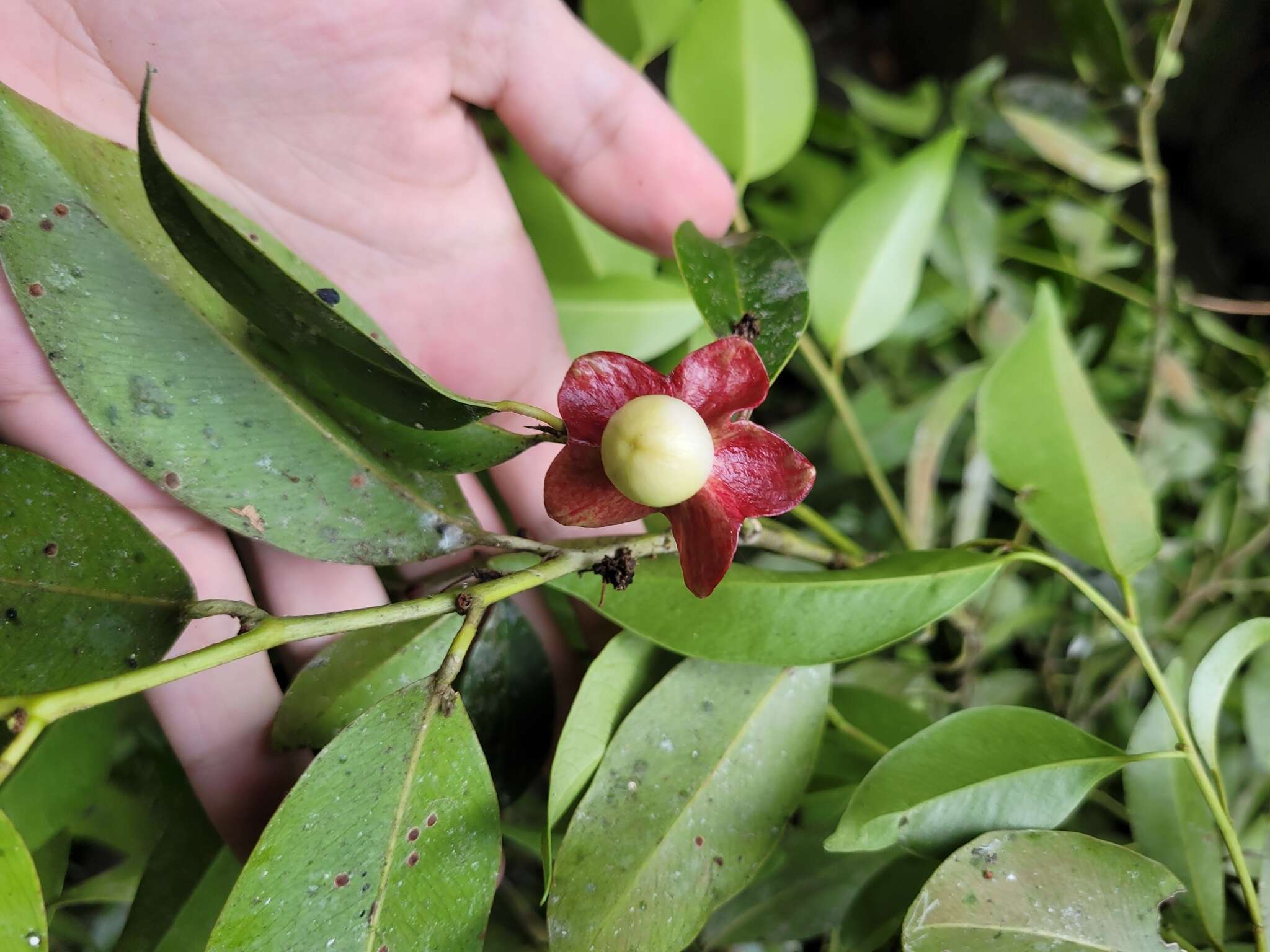 Image of Heisteria silvianii Schwacke