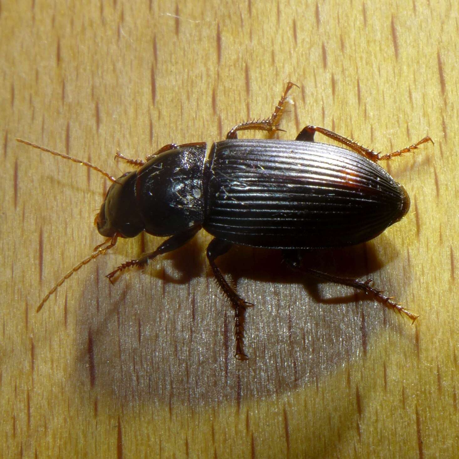 Imagem de Harpalus (Pseudoophonus) calceatus (Duftschmid 1812)