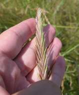 Image de Elymus athericus (Link) Kerguélen