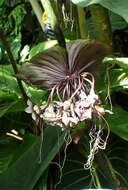 Image of black bat flower