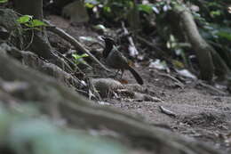 Image of White-necked Laughingthrush