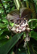 Image of black bat flower