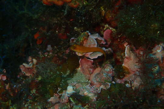 Image of Ringneck Blenny