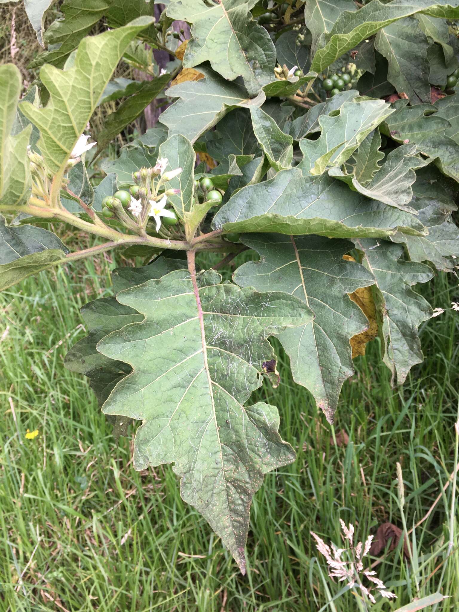 Image of Solanum stellatiglandulosum Bitler