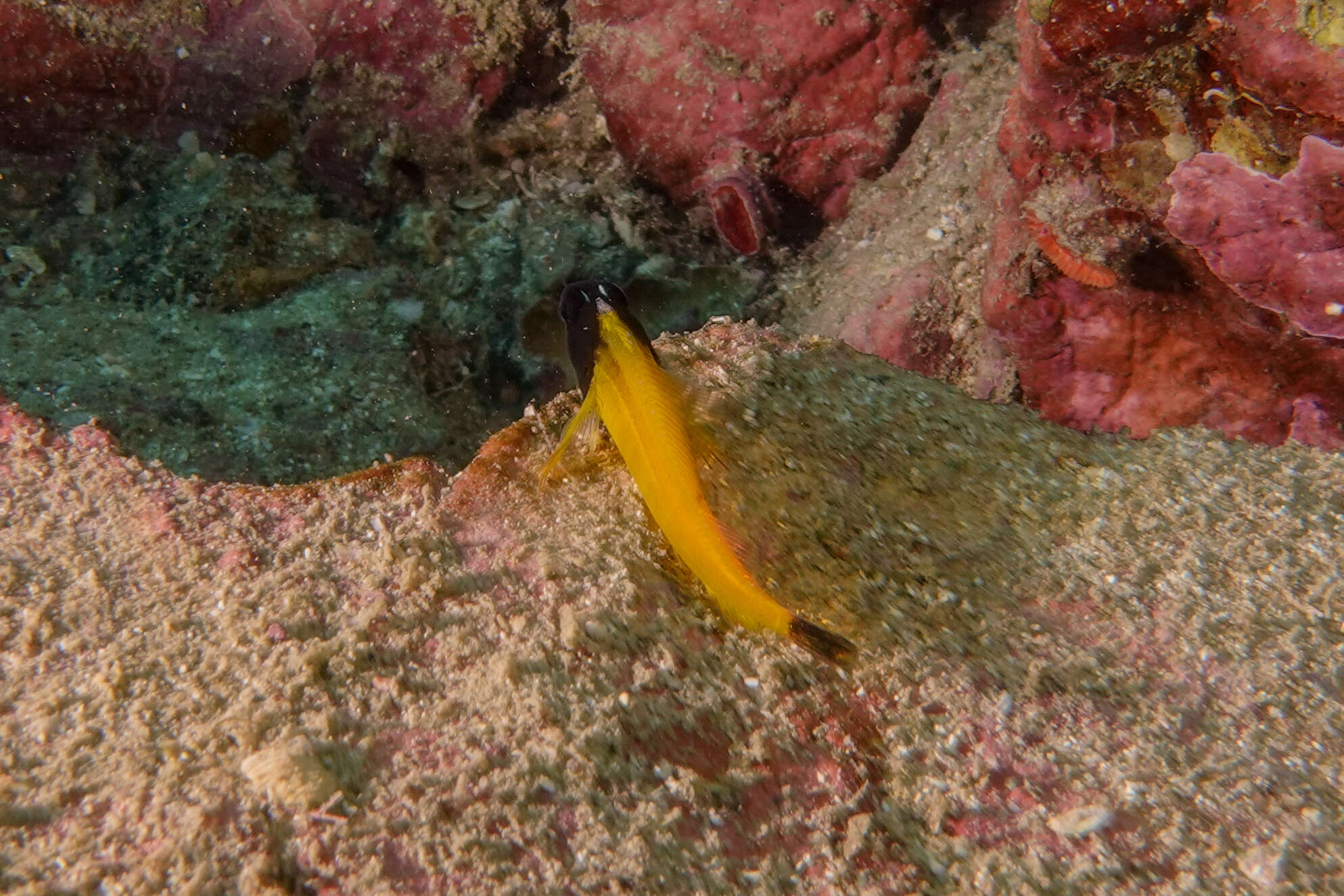 Image of Yellow-and-black Triplefin