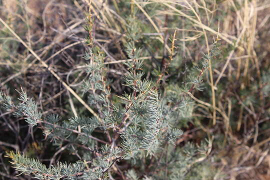 Image of Asparagus glaucus Kies