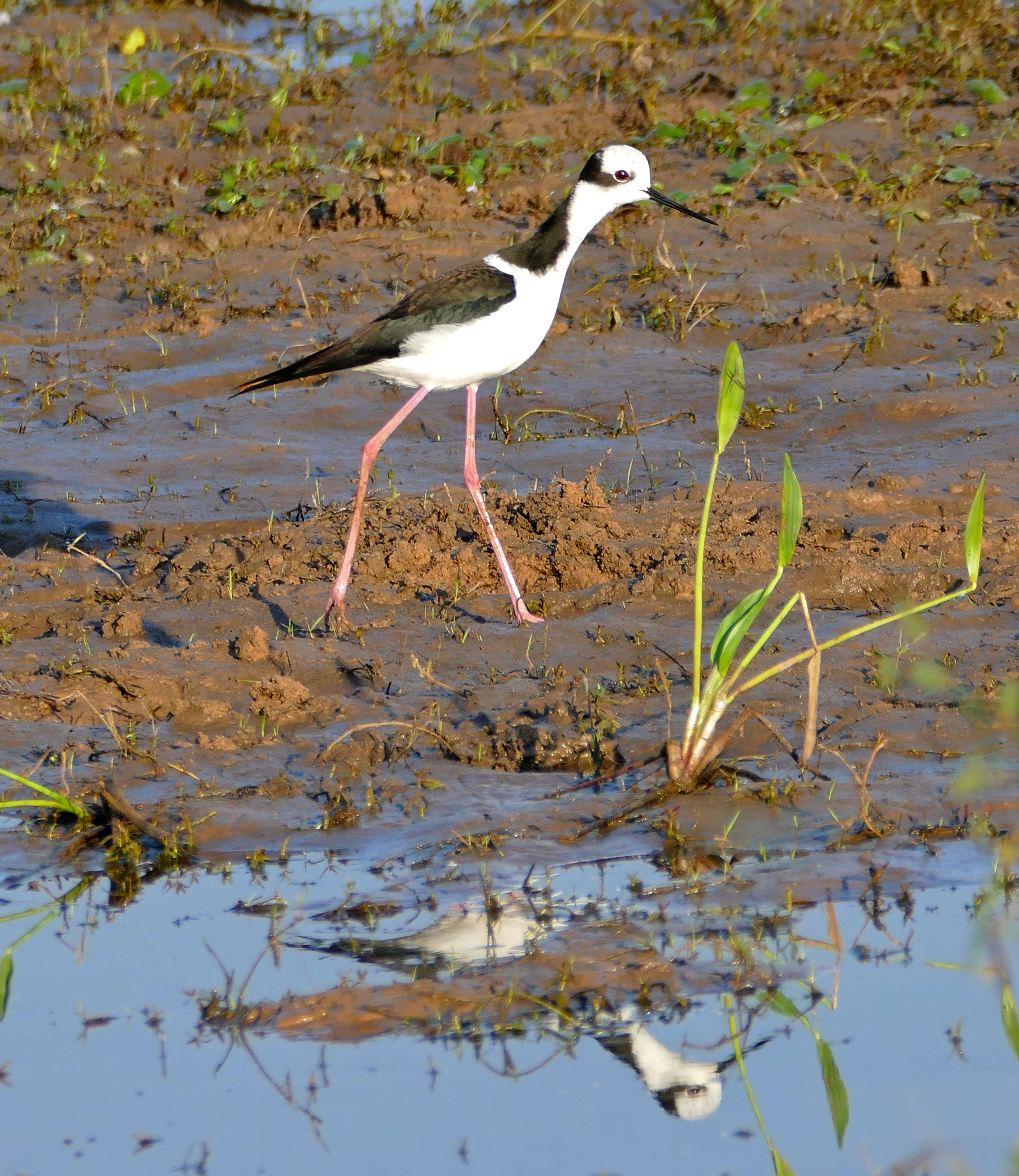 Image of White-backed Stilt