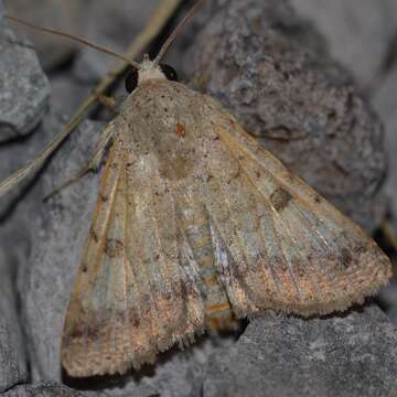 Image of Moth