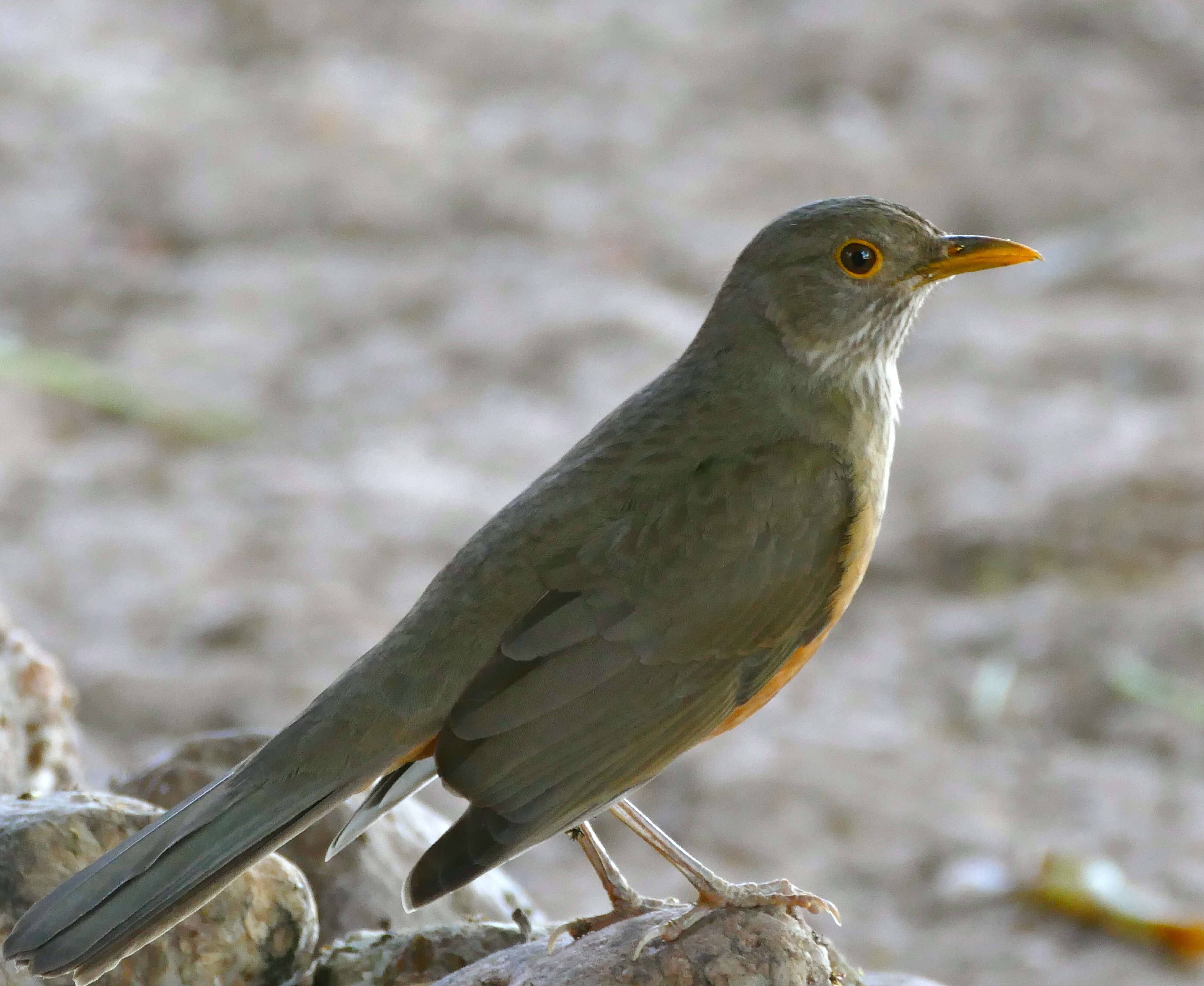 Image of Rufous-bellied Thrush