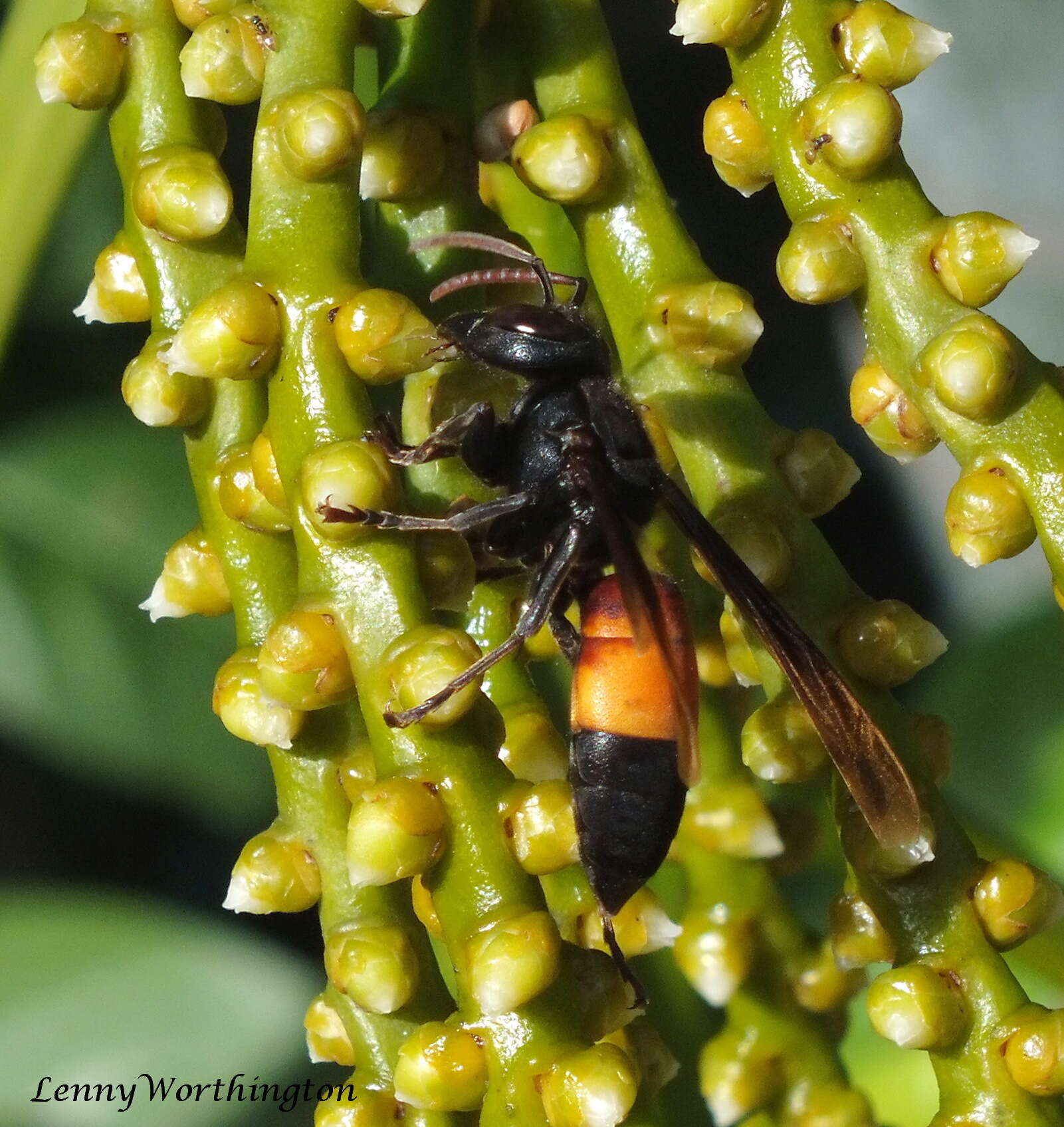 Слика од Vespa affinis (Linnaeus 1764)