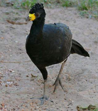 Image of Bare-faced Curassow