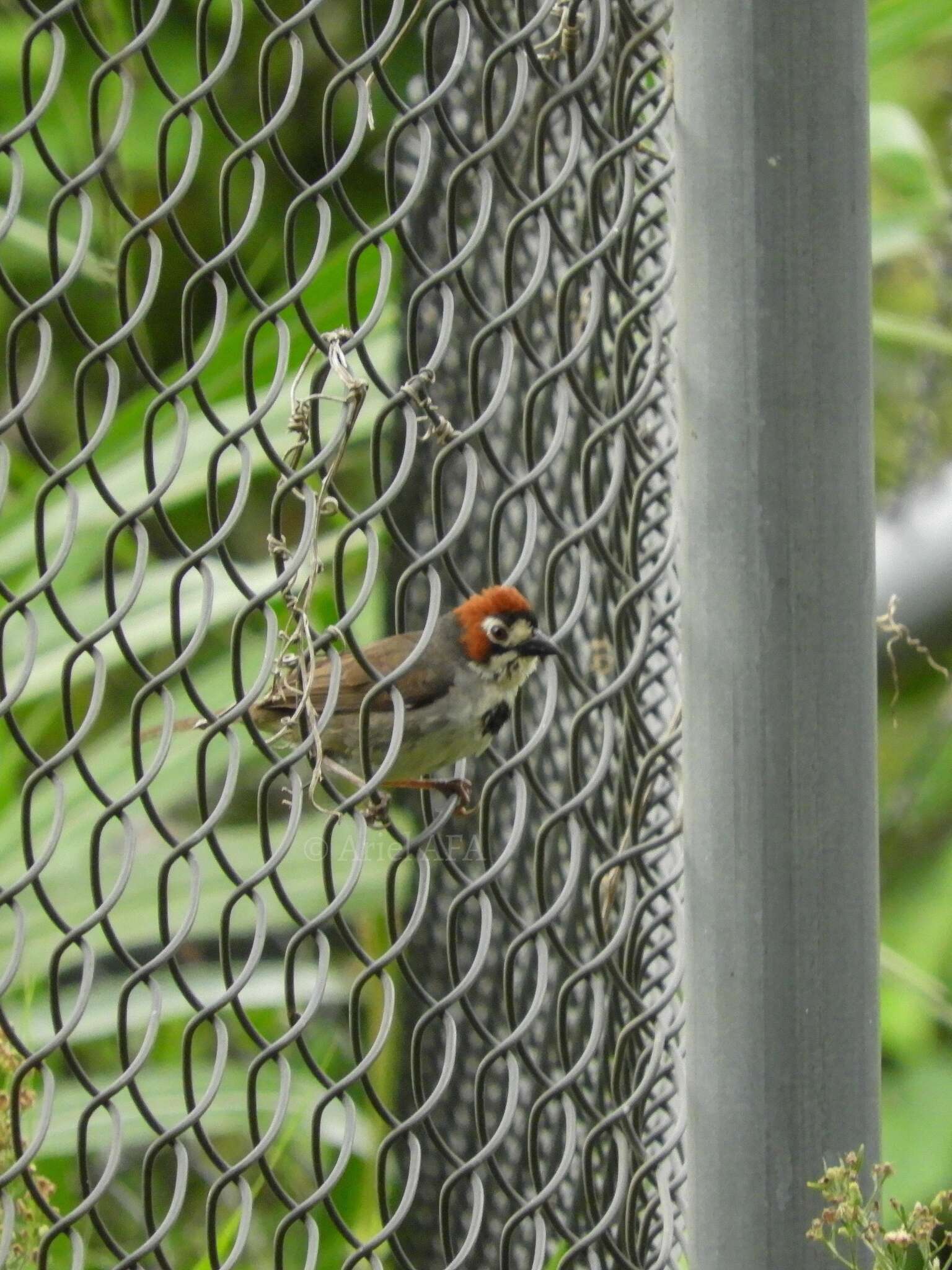 Image of Cabanis's Ground Sparrow