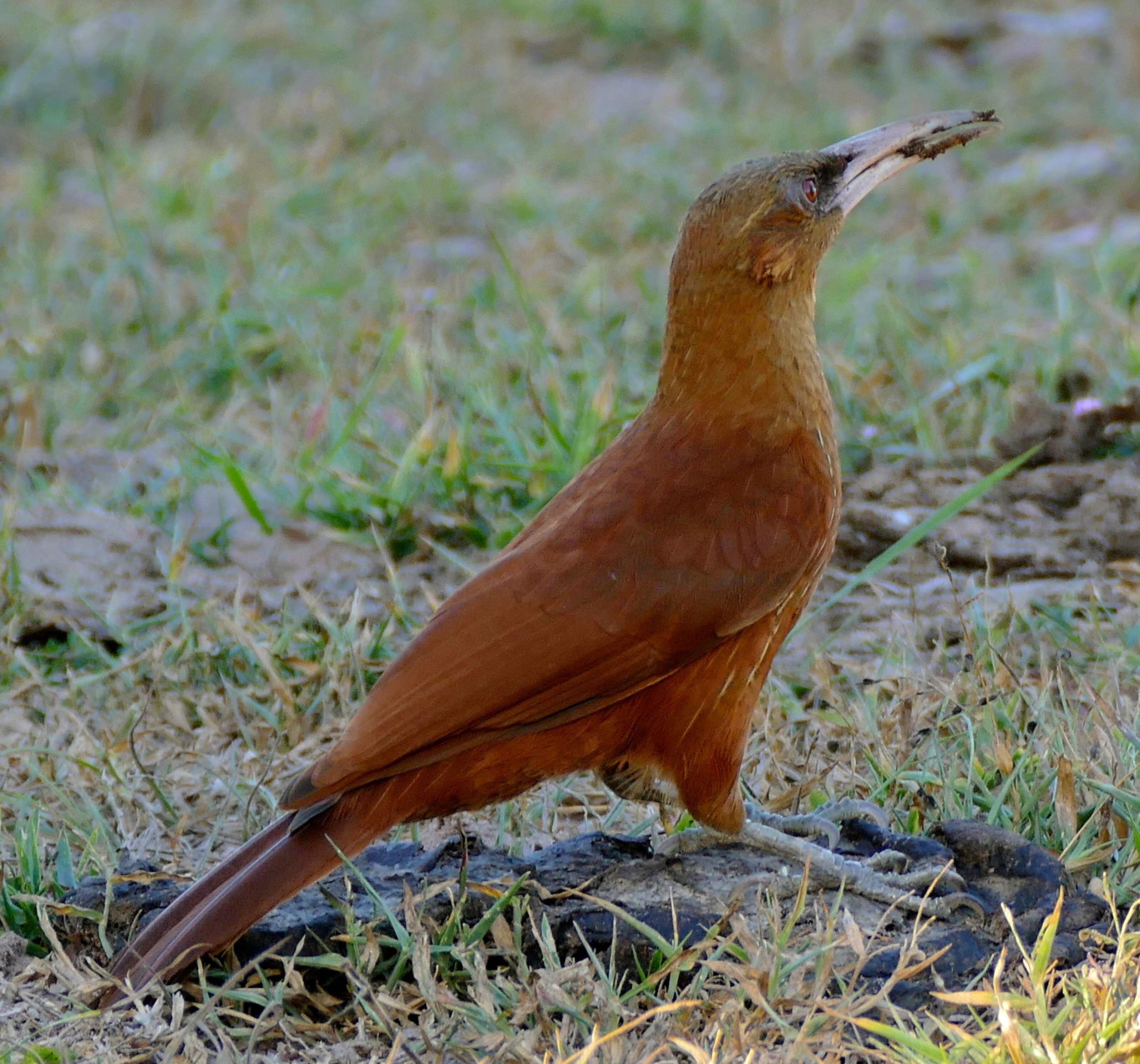 Image of Great Rufous Woodcreeper