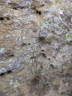 Image of Sartidia isaloensis Voronts., Razanats. & Besnard