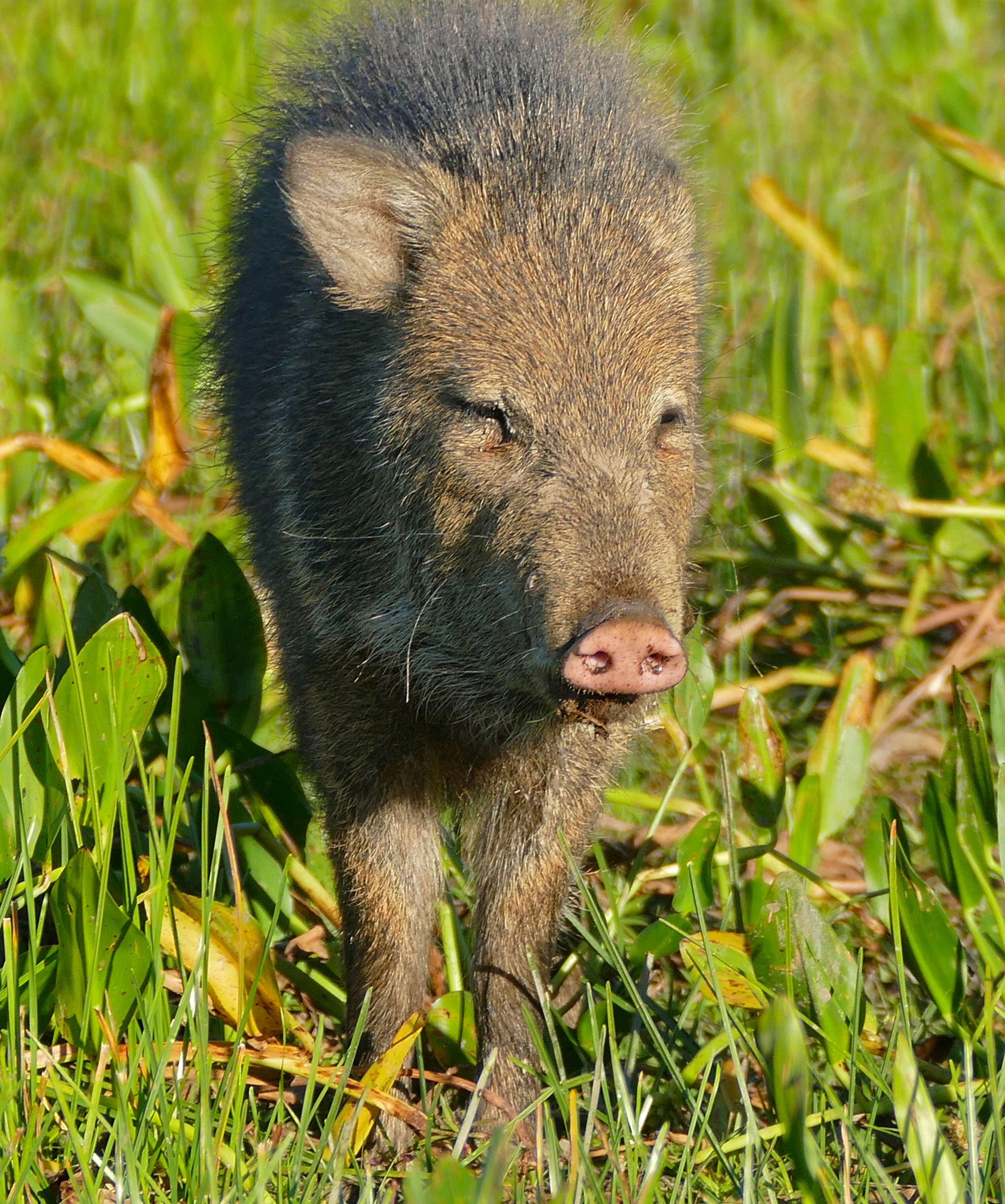 Image of peccaries