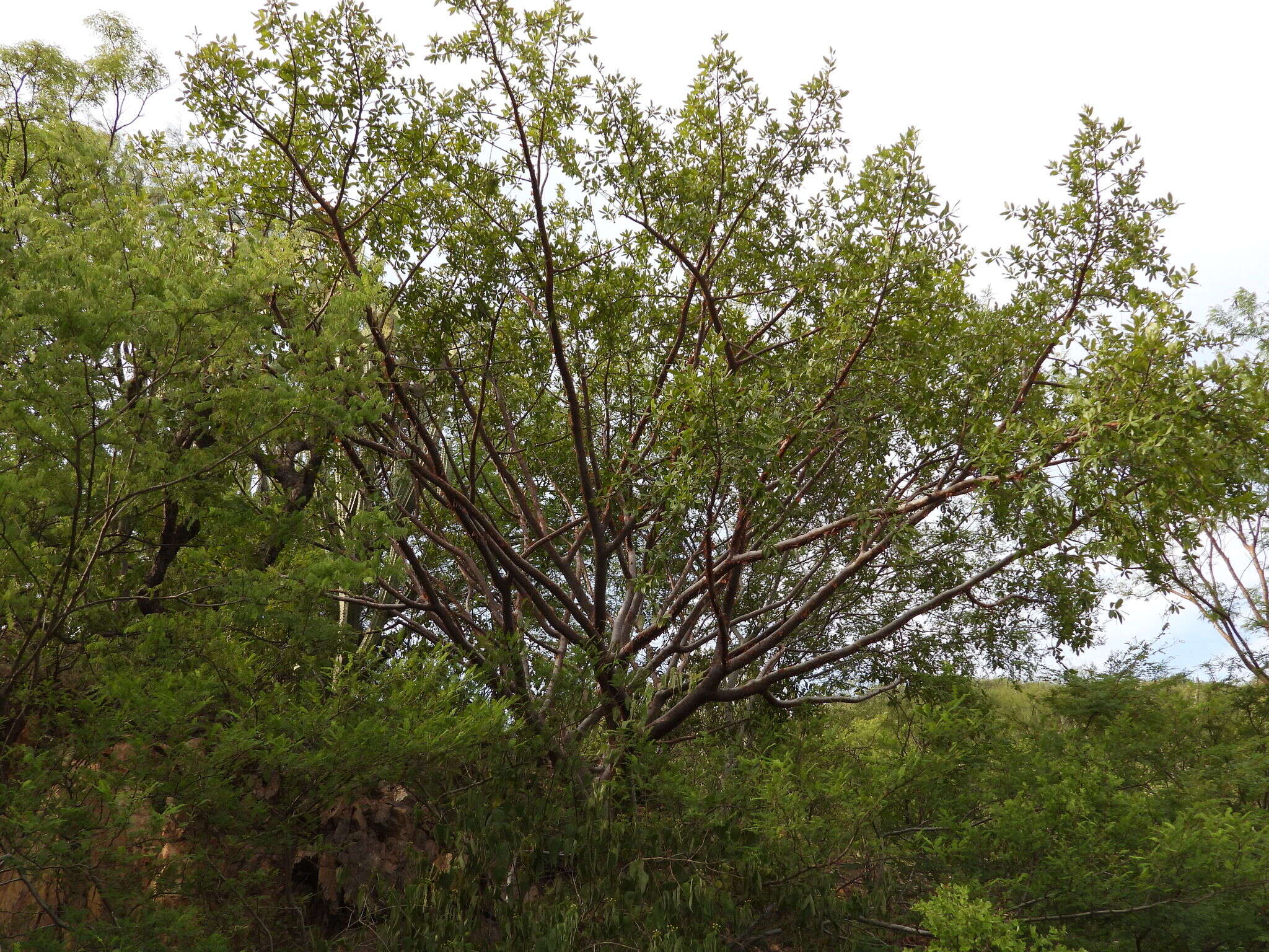 Plancia ëd Bursera crenata P. G. Wilson