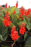 Imagem de Erythrina zeyheri Harv.