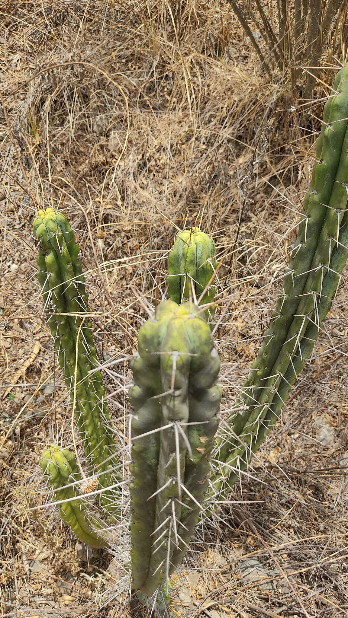 Image of Bolivian Torch Cactus