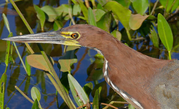 Image of Rufescent Tiger Heron