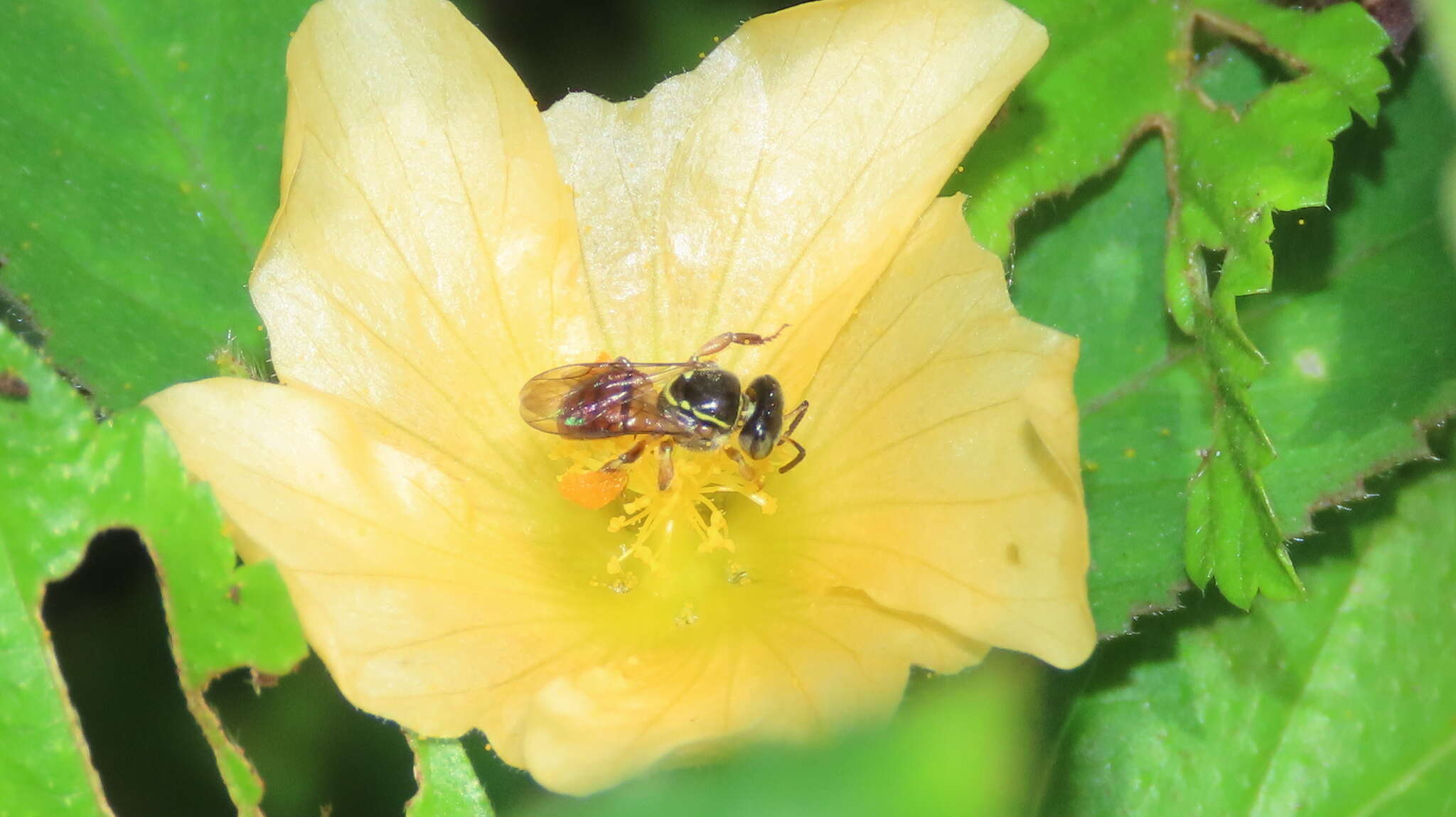 Image of Plebeia pulchra Ayala 1999