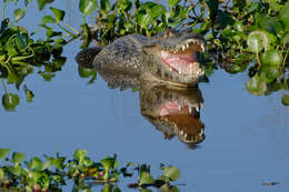 Image of Yacare caiman