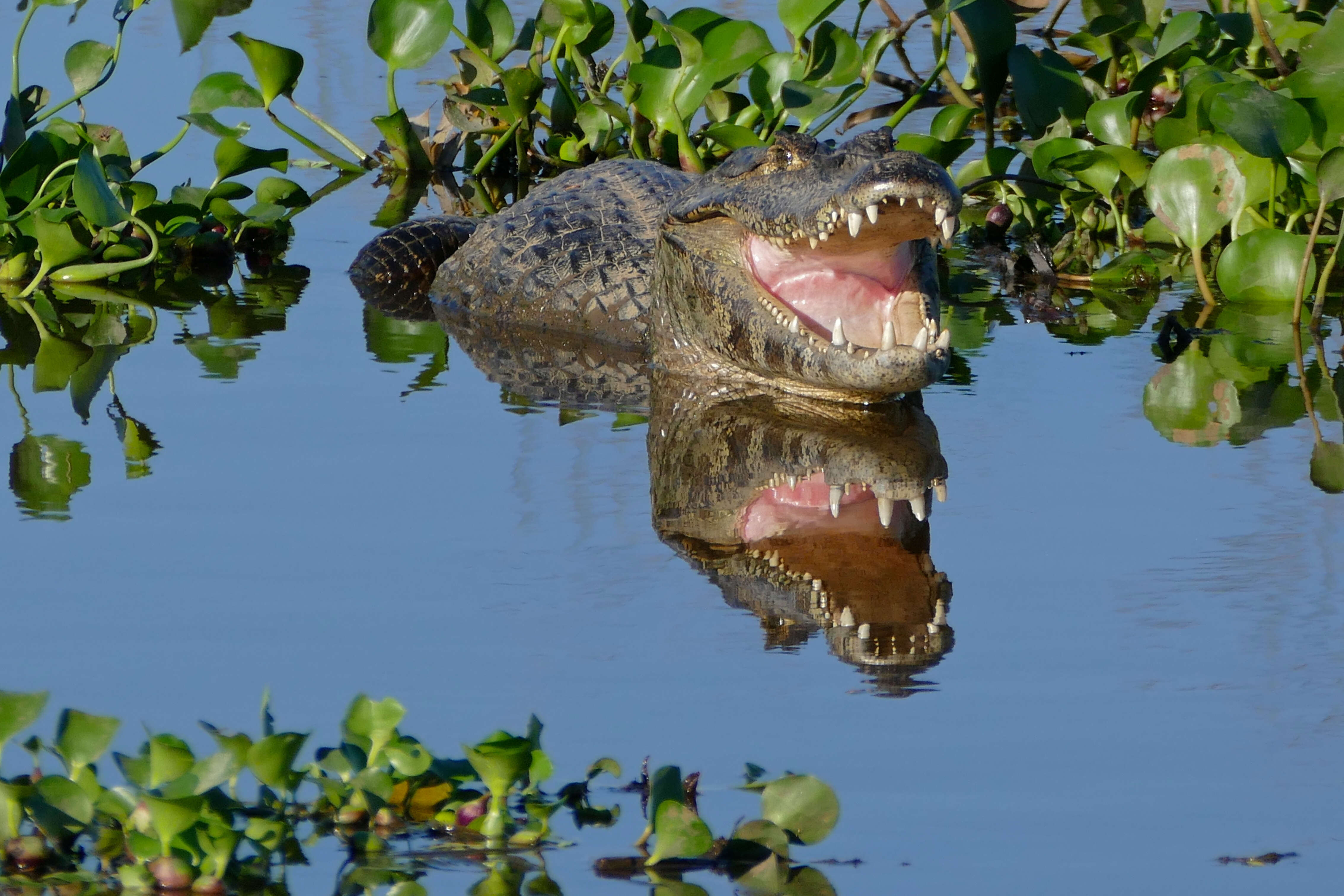 Image of Yacare caiman