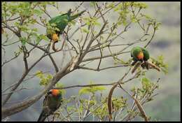 Image of Golden-capped Conure