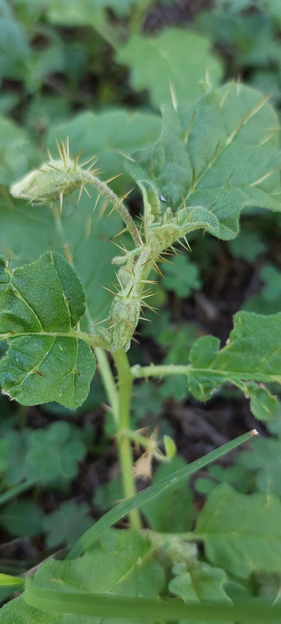 صورة Solanum juvenale Thell.