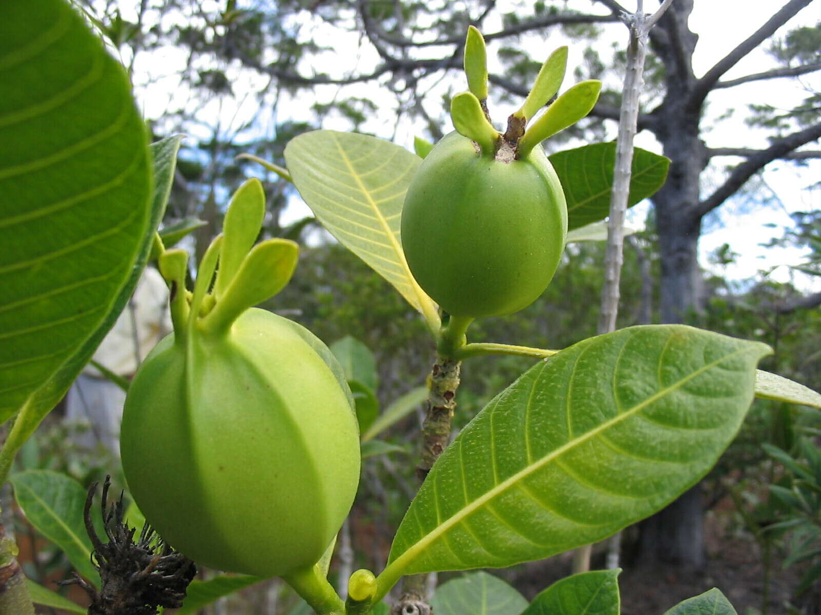 Gardenia aubryi Vieill. resmi