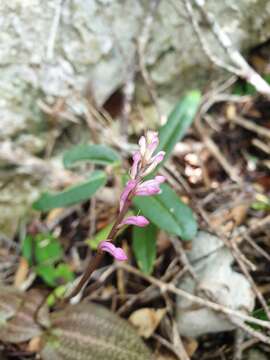 Imagem de Cynorkis tryphioides Schltr.