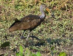 Image of limpkins