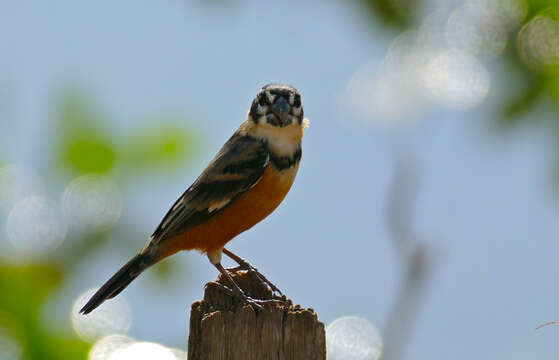 Image of Rusty-collared Seedeater