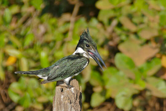 Image of Amazon Kingfisher