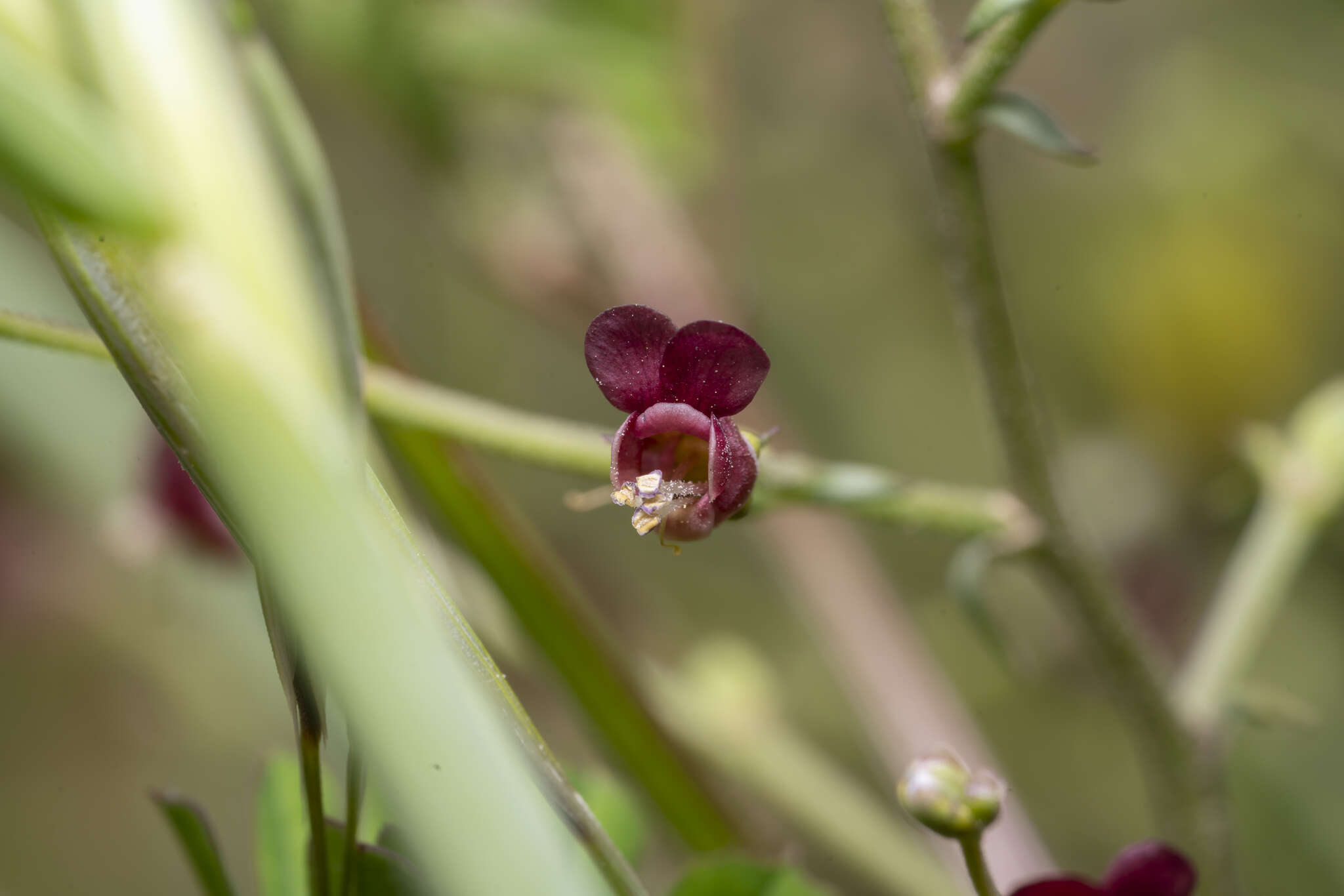 Imagem de Scrophularia lucida L.