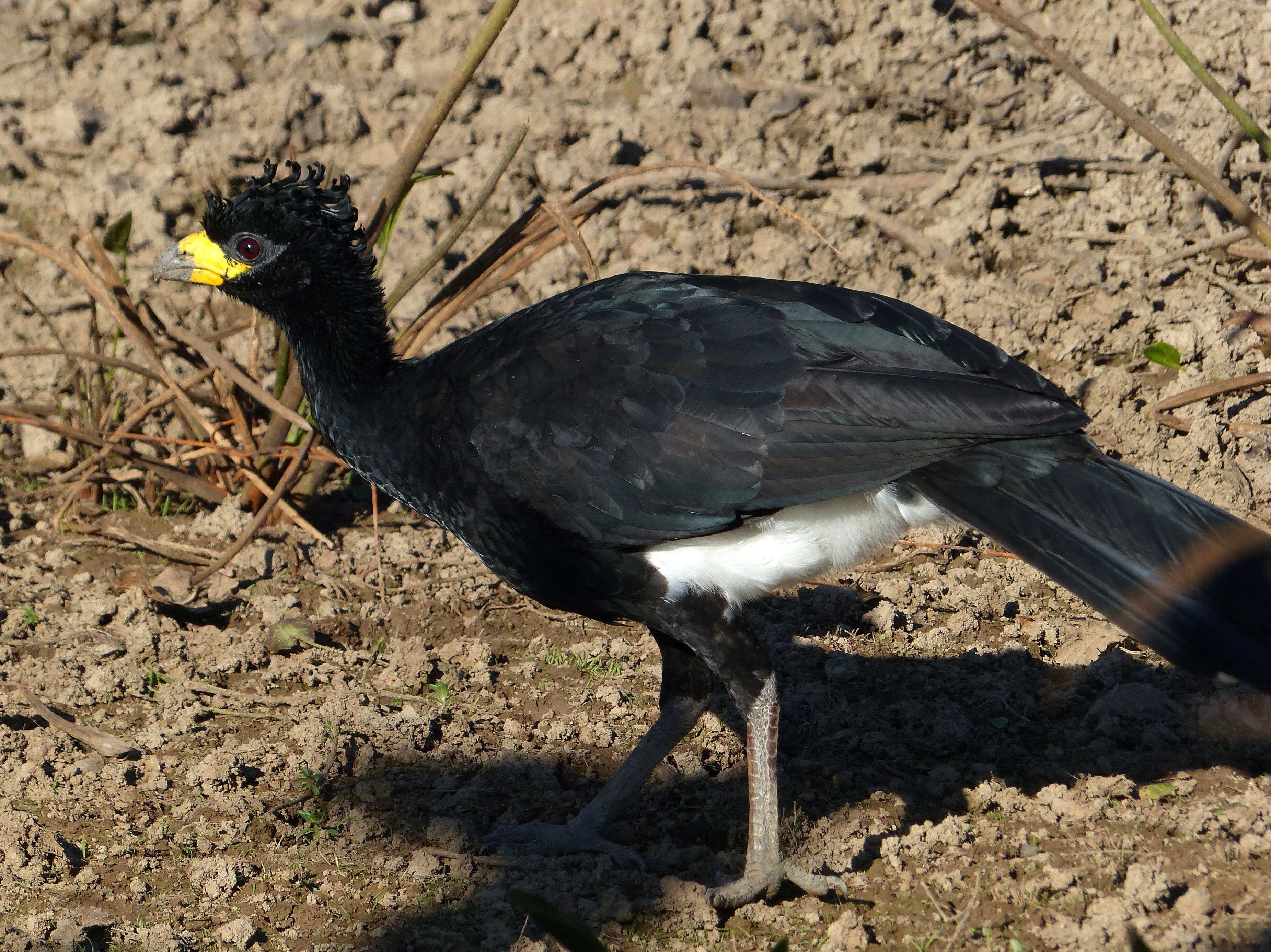 Image of Bare-faced Curassow