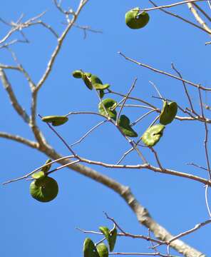 Image of pacara earpod tree