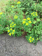 Image of eggleaf spurge