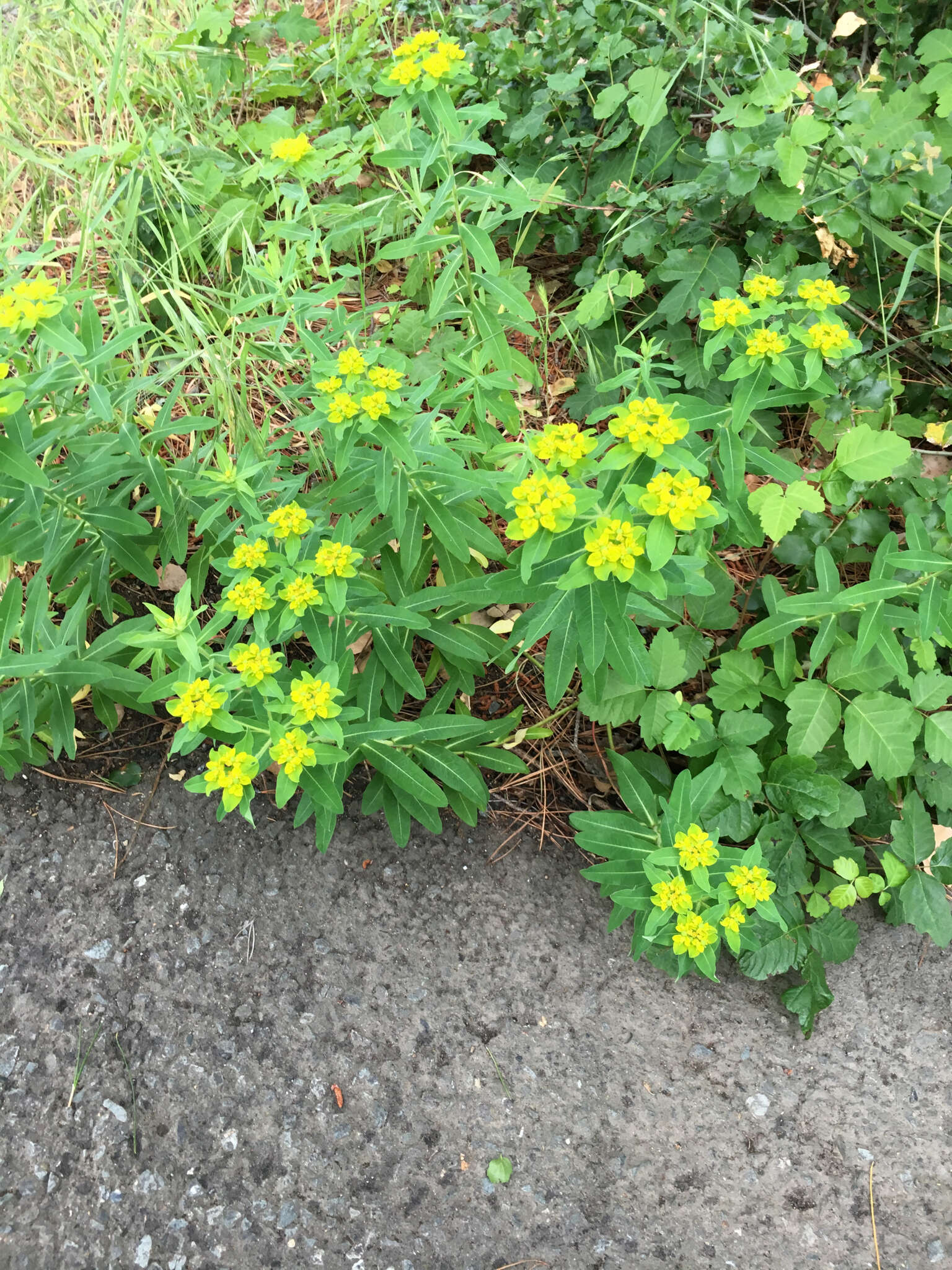 Euphorbia oblongata Griseb. resmi