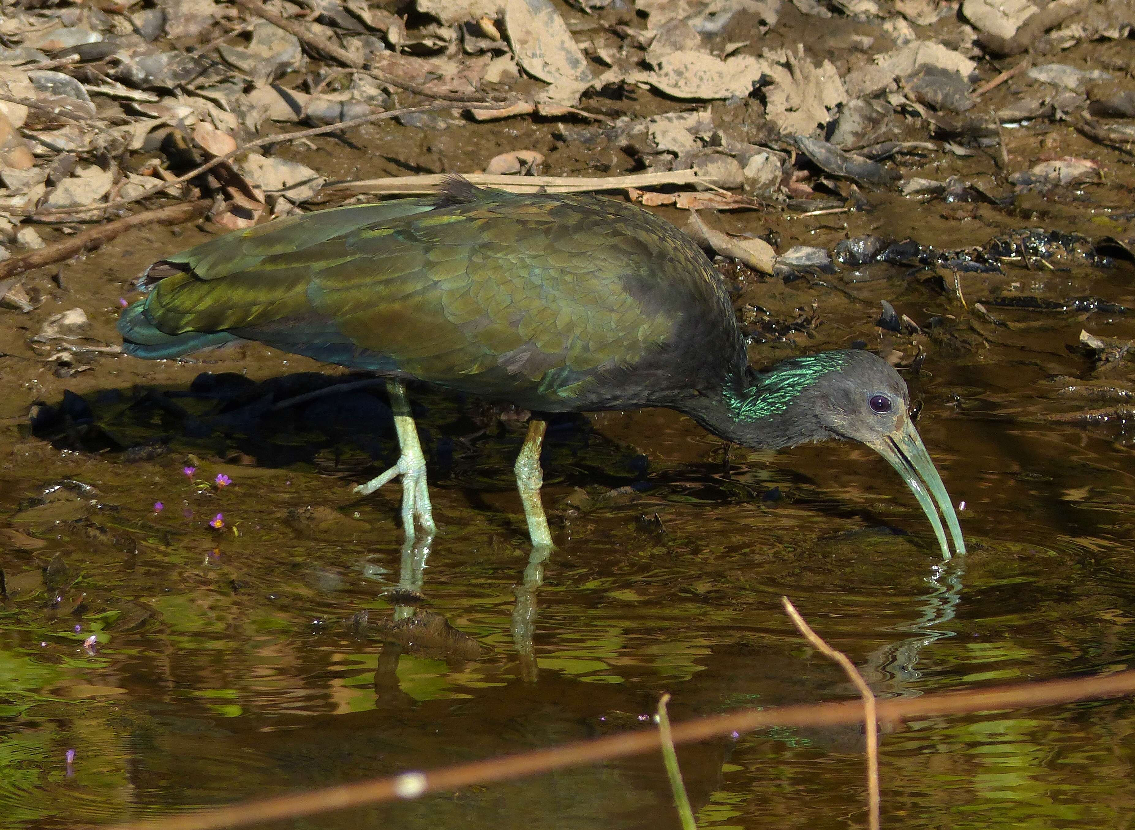 Image of Mesembrinibis Peters & JL 1930