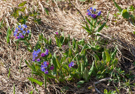 Plancia ëd Pulmonaria angustifolia L.