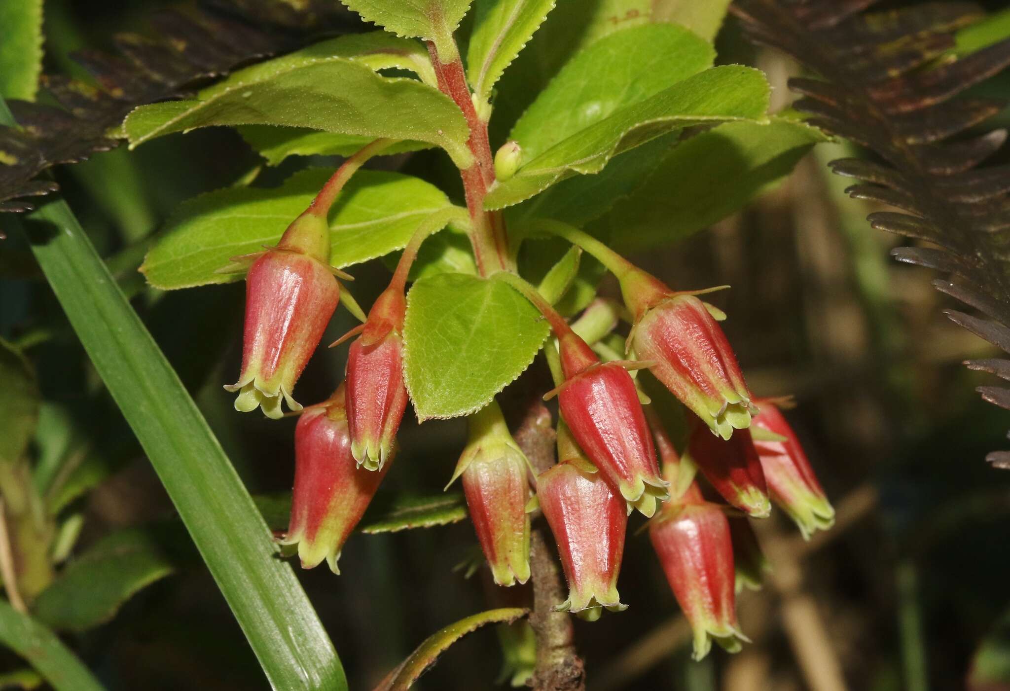 Vaccinium dentatum Sm.的圖片