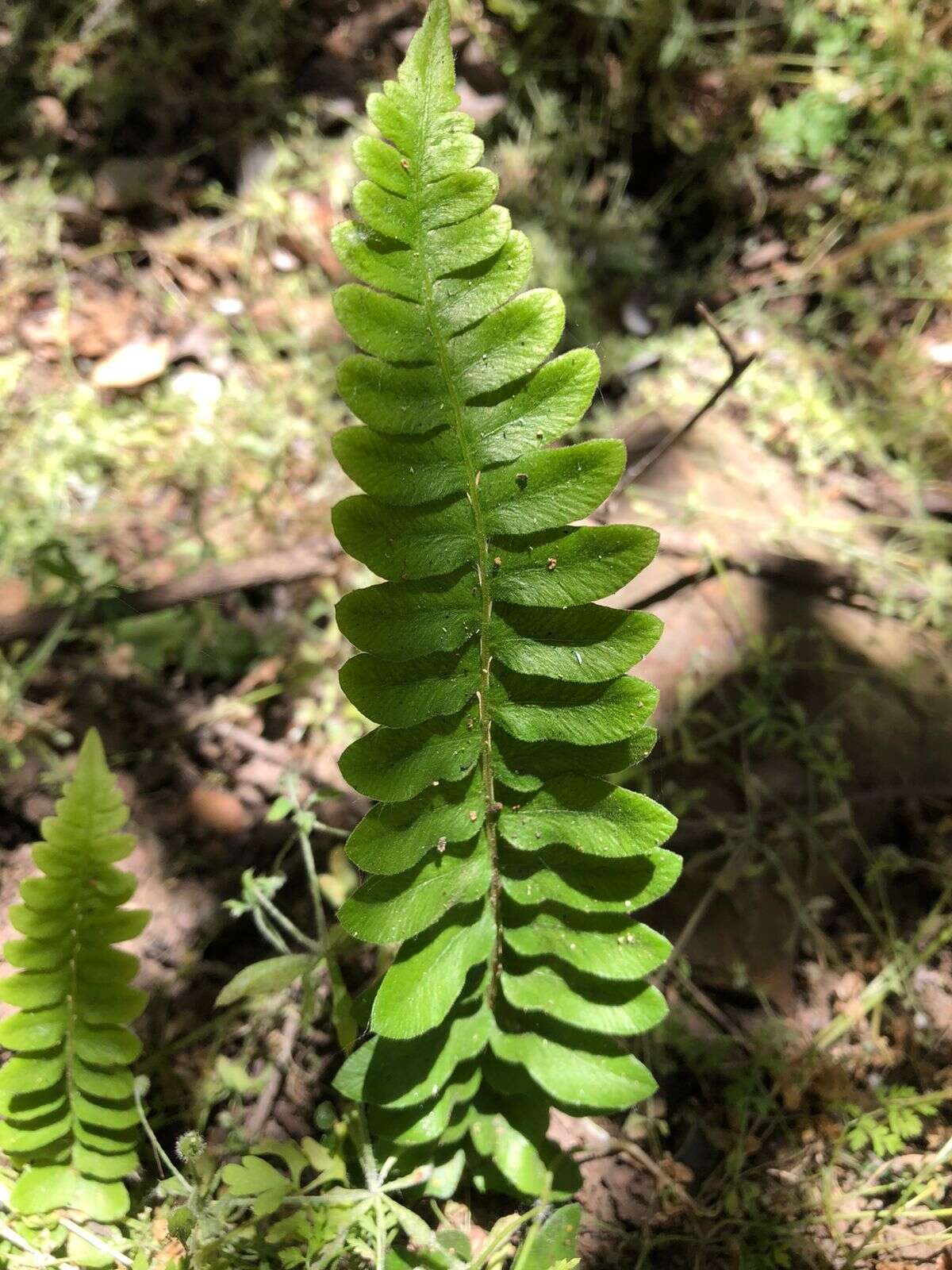 Sivun Blechnum hastatum Kaulf. kuva