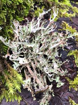 Image of ragged lichen